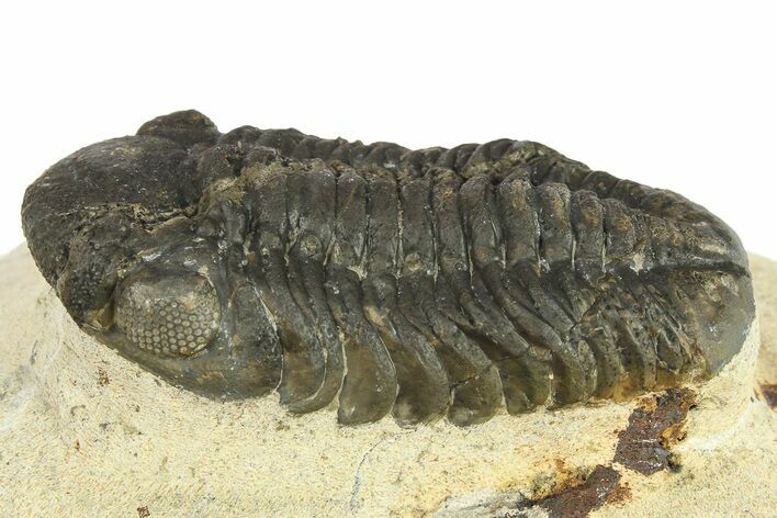 Bargain, Austerops Trilobite - Ofaten, Morocco #287290
